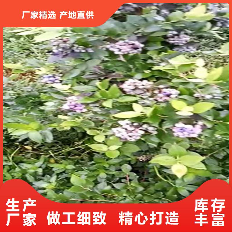 蓝莓苗_无花果苗生产安装