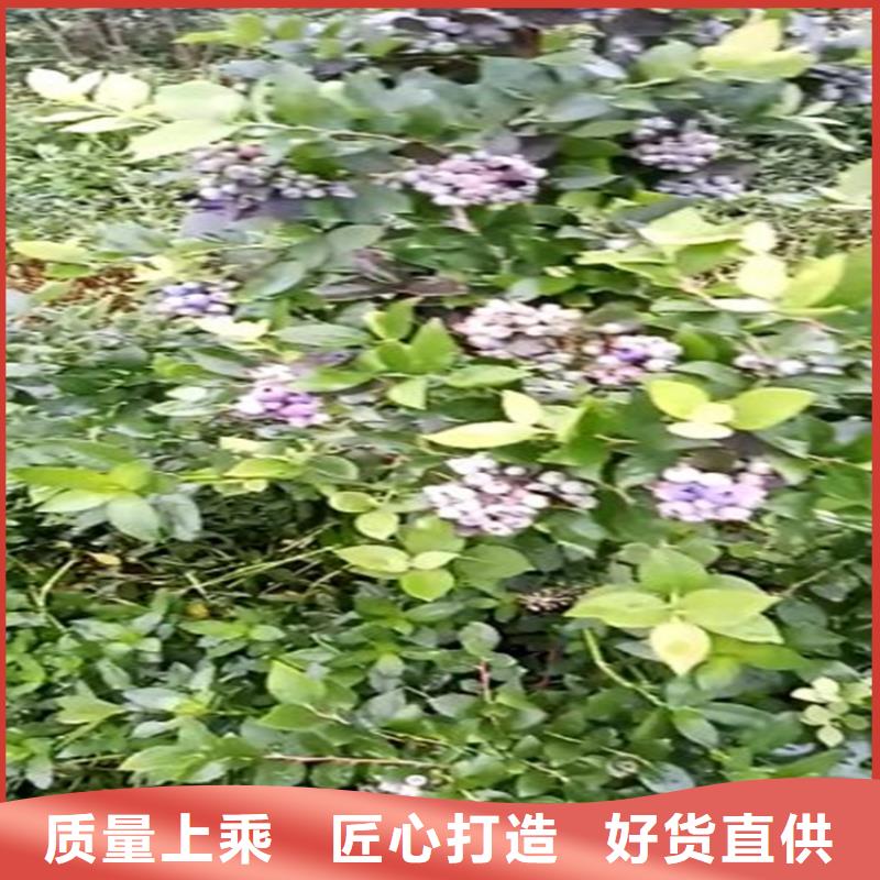 蓝莓苗梨树苗主推产品