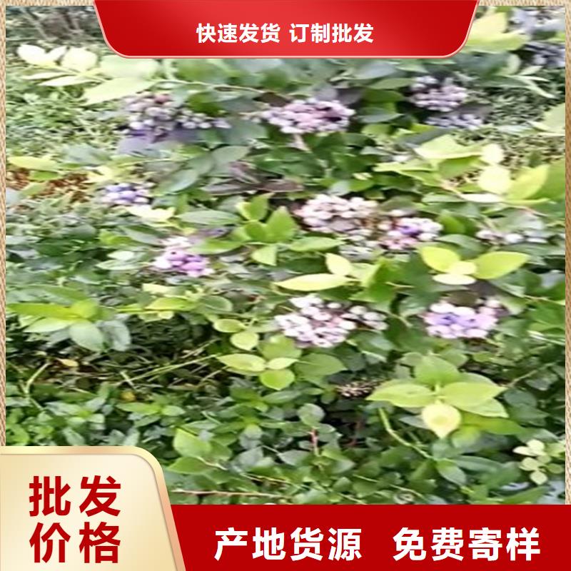 藍(lán)莓苗蘋果苗多種款式可隨心選擇