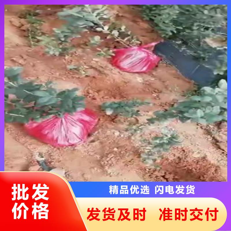 蓝莓苗_无花果苗生产安装