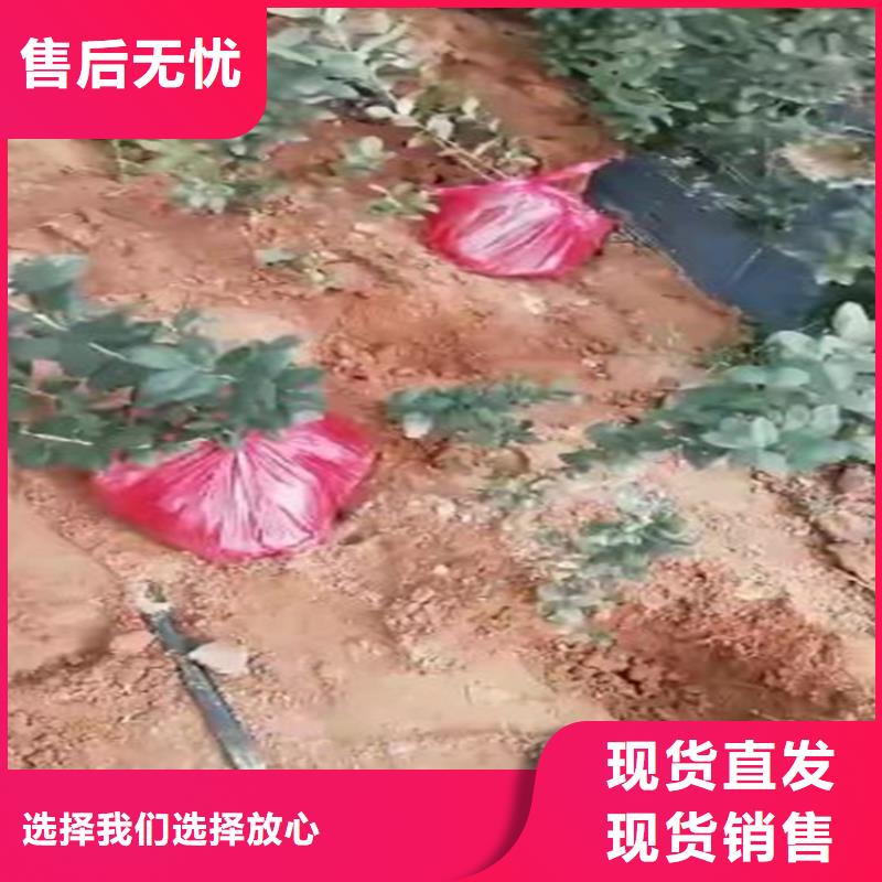 藍(lán)莓苗好產(chǎn)品有口碑