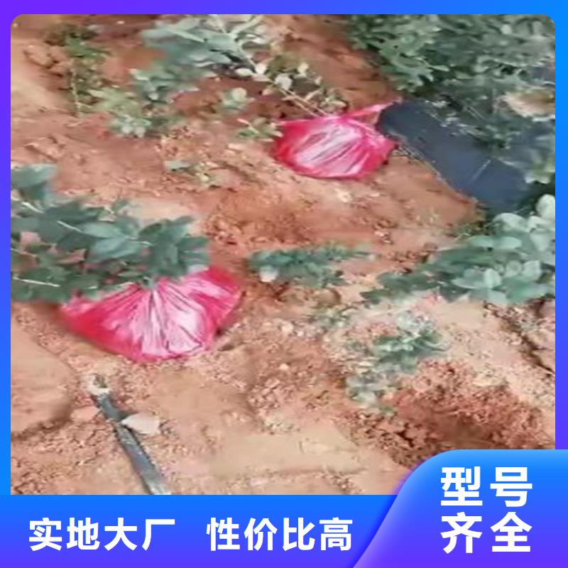 藍(lán)莓苗蘋果苗多種款式可隨心選擇