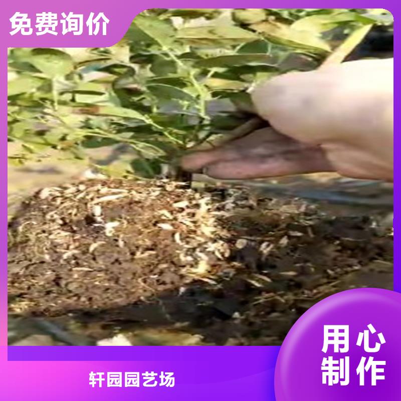 蓝莓苗梨树苗主推产品
