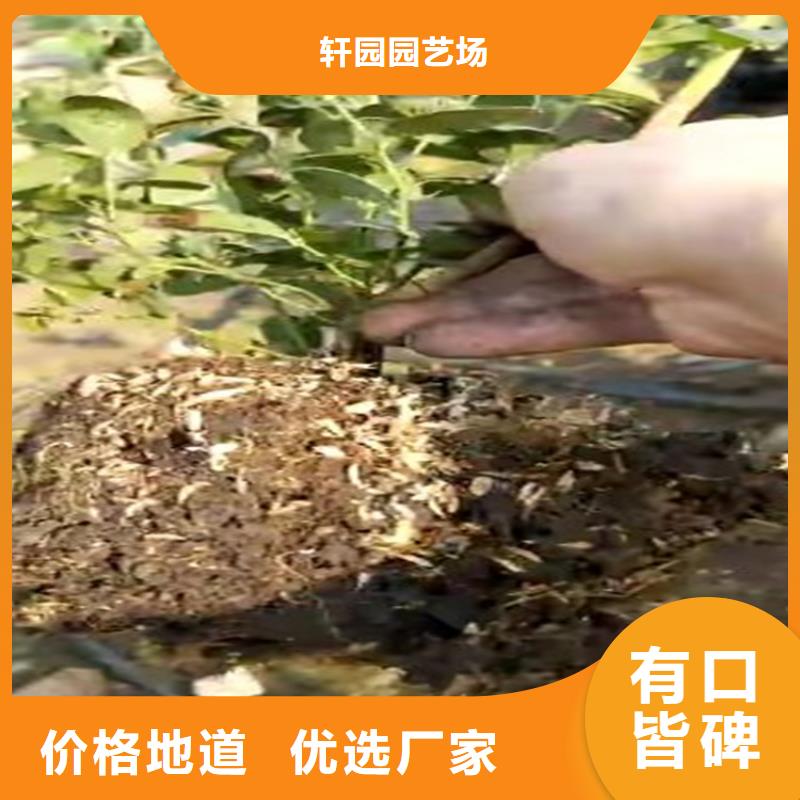 藍(lán)莓苗蘋果苗多種款式可隨心選擇