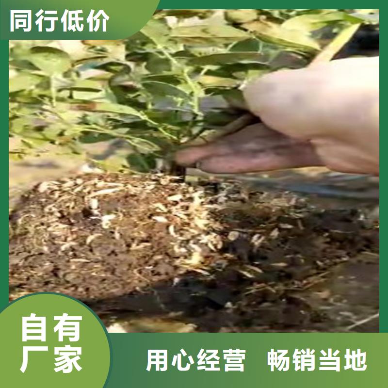 蓝莓苗苹果苗价格合理