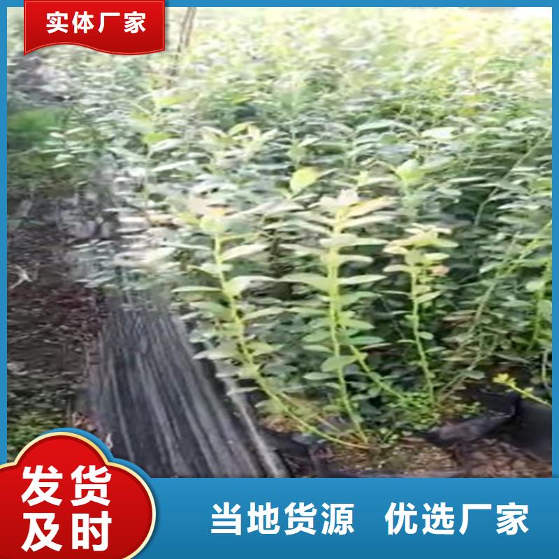 藍(lán)莓苗好產(chǎn)品有口碑