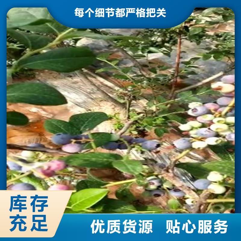 藍(lán)莓苗-櫻桃苗品質(zhì)服務(wù)誠信為本