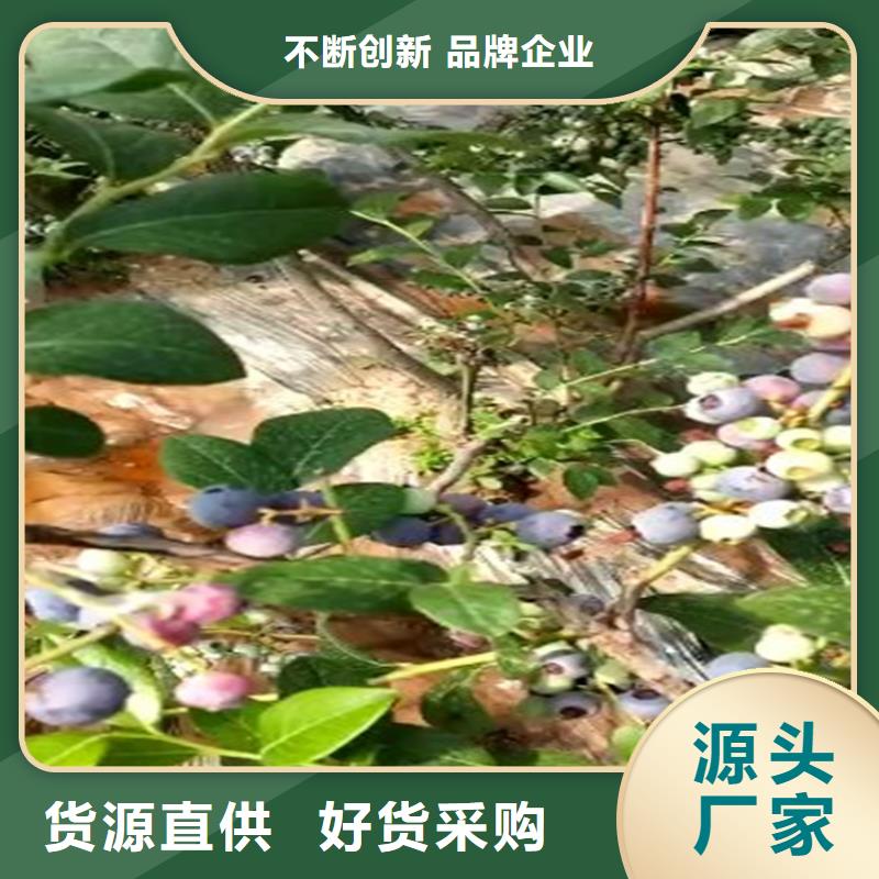 蓝莓苗梨树苗主推产品