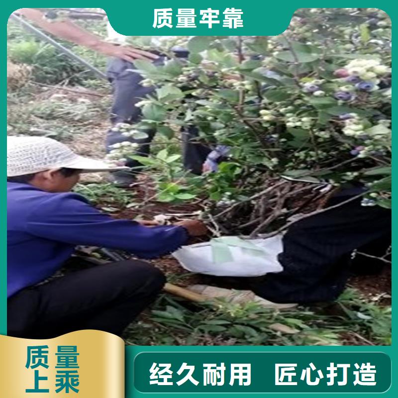 藍(lán)莓苗櫻桃苗匠心制造