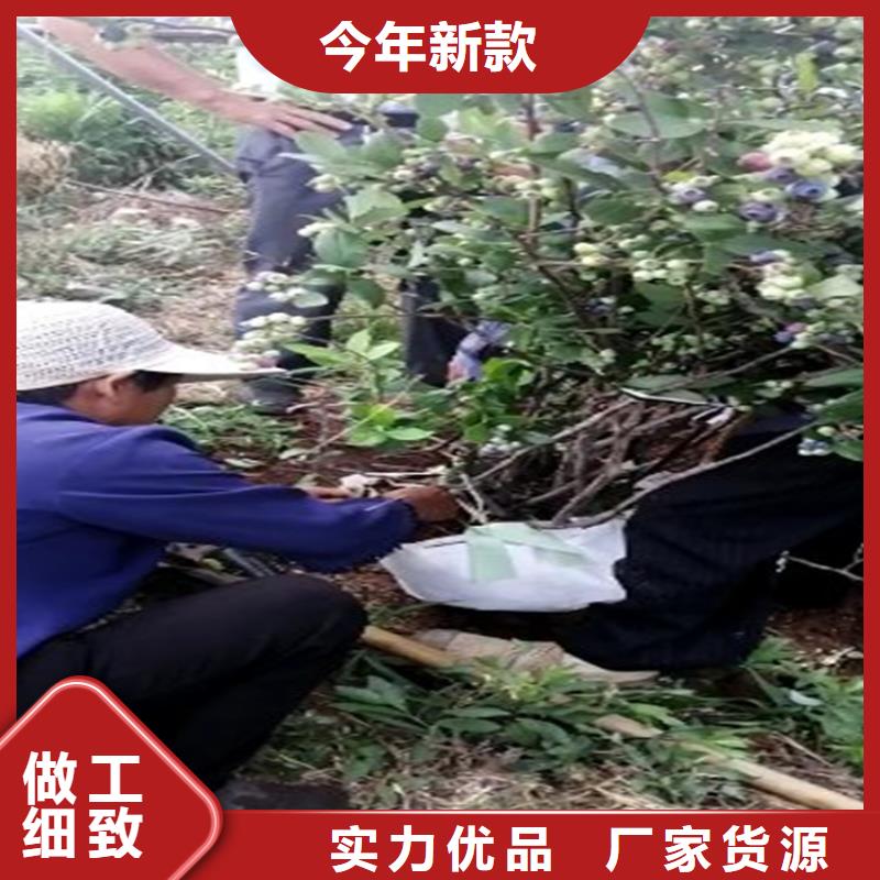 蓝莓苗梨树苗主推产品