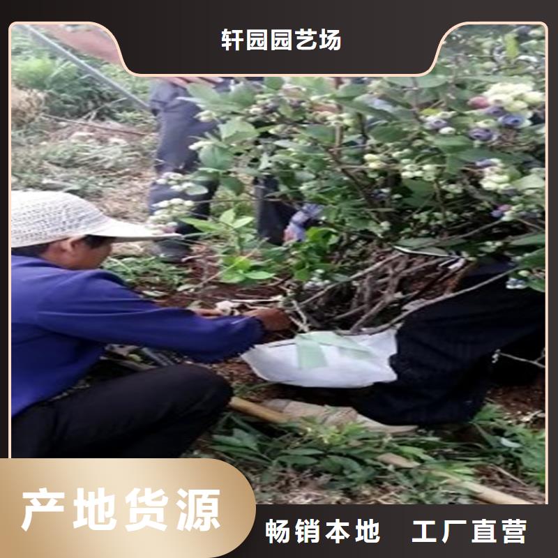 蓝莓苗_无花果苗生产安装