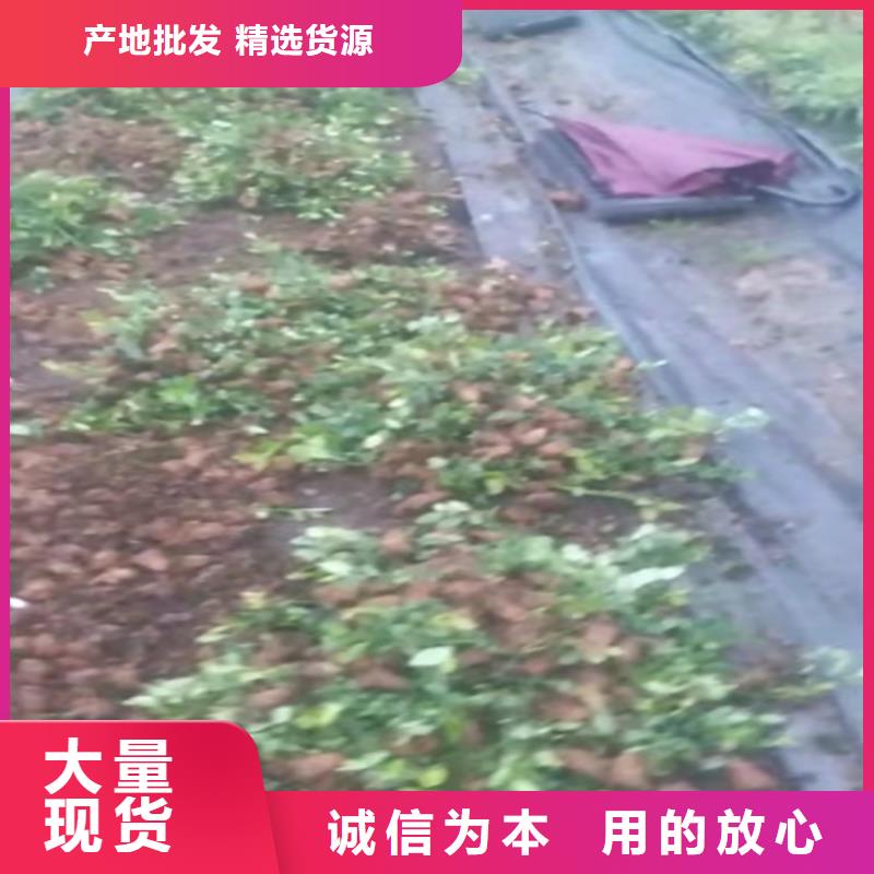 藍(lán)莓苗西瓜番石榴苗源頭工廠