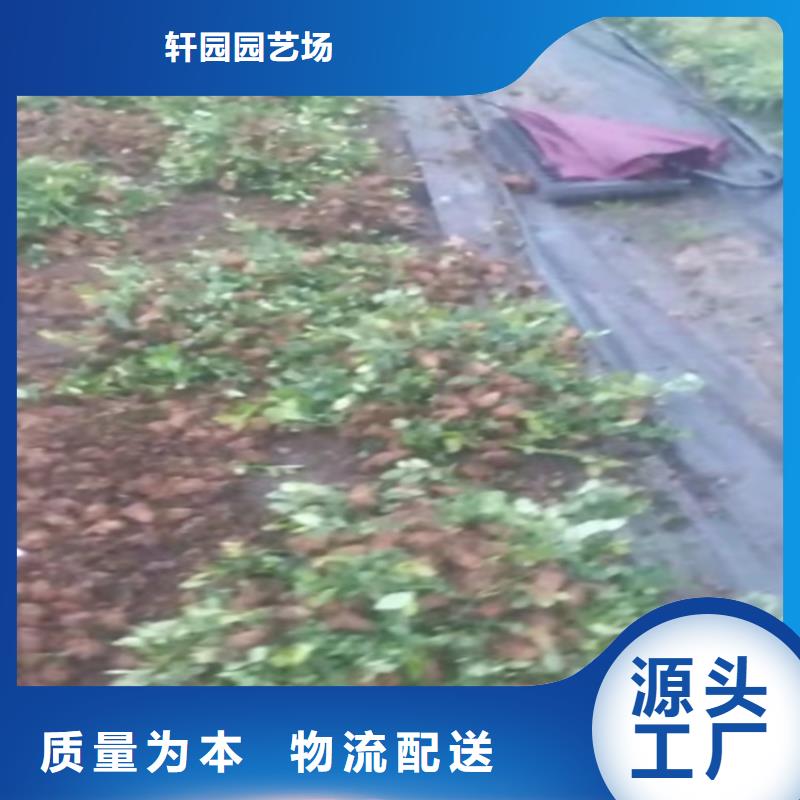 藍(lán)莓苗好產(chǎn)品有口碑