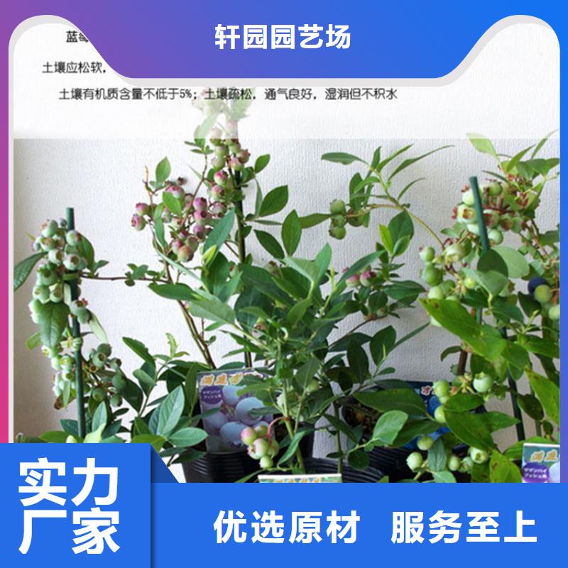 藍(lán)莓苗蘋果苗多種款式可隨心選擇