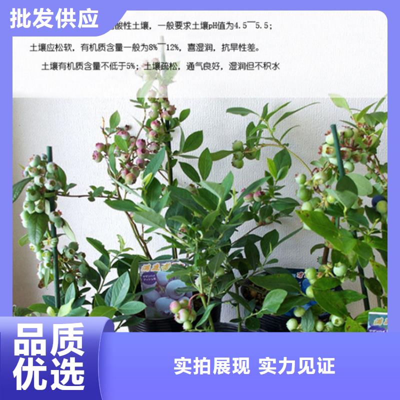 藍(lán)莓苗-櫻桃苗品質(zhì)服務(wù)誠信為本