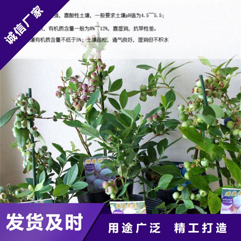 藍(lán)莓苗好產(chǎn)品有口碑