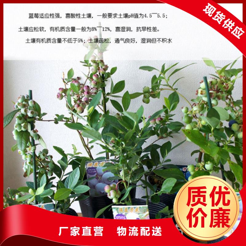 藍(lán)莓苗蘋果苗價格合理