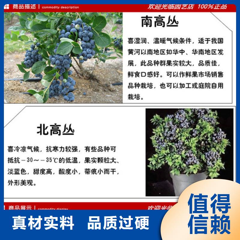 蓝莓苗梨树苗主推产品