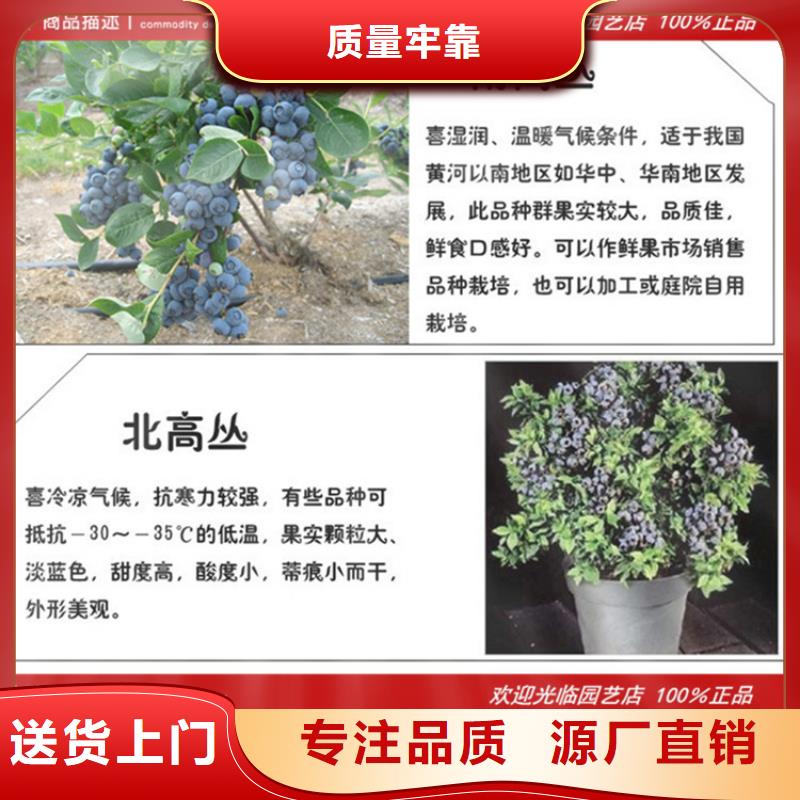 【蓝莓苗西瓜番石榴苗严格把控质量】