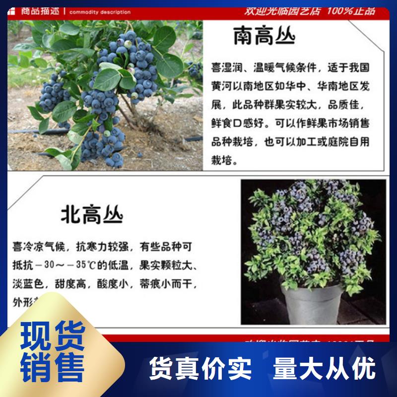 蓝莓苗_无花果苗生产安装