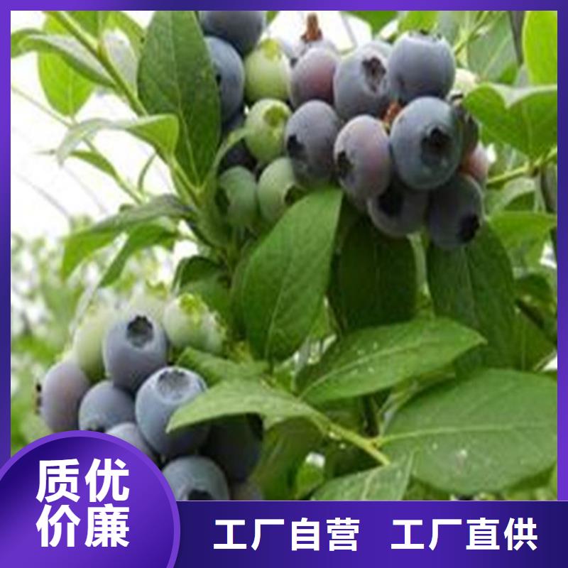 藍(lán)莓苗好產(chǎn)品有口碑