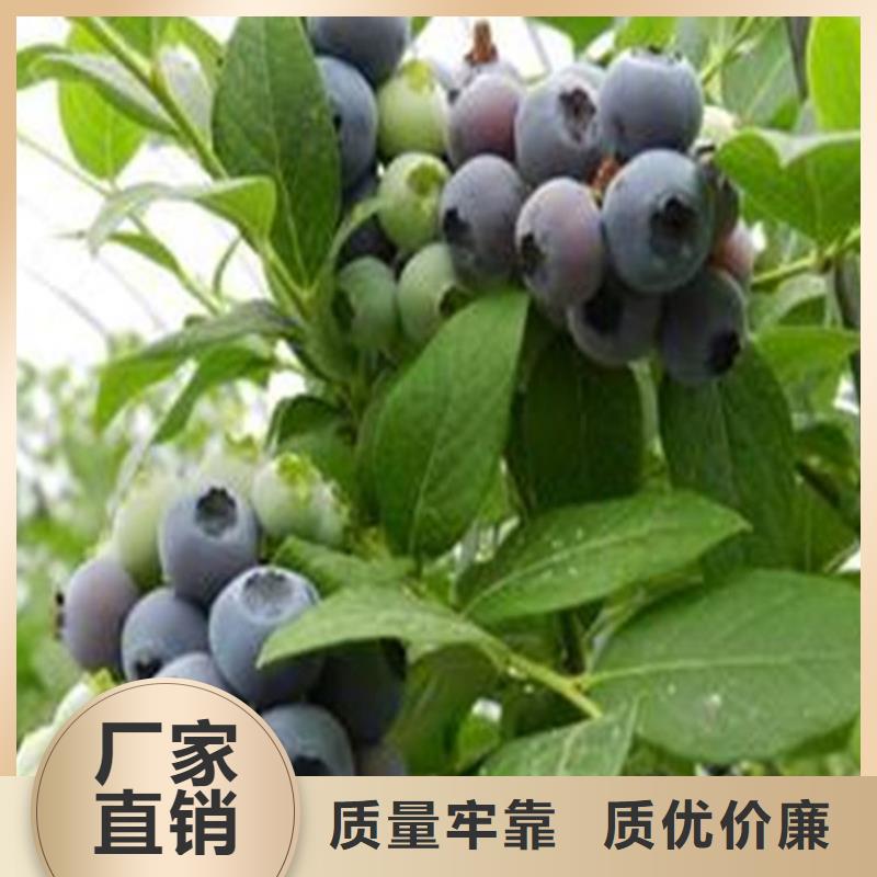 蓝莓苗_无花果苗生产安装