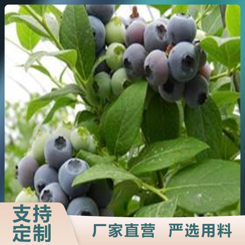 藍(lán)莓苗櫻桃苗匠心制造