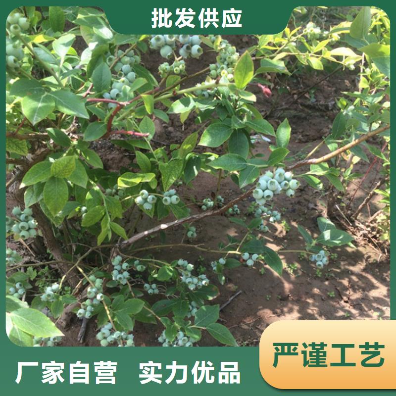 藍(lán)莓苗蘋果苗價格合理