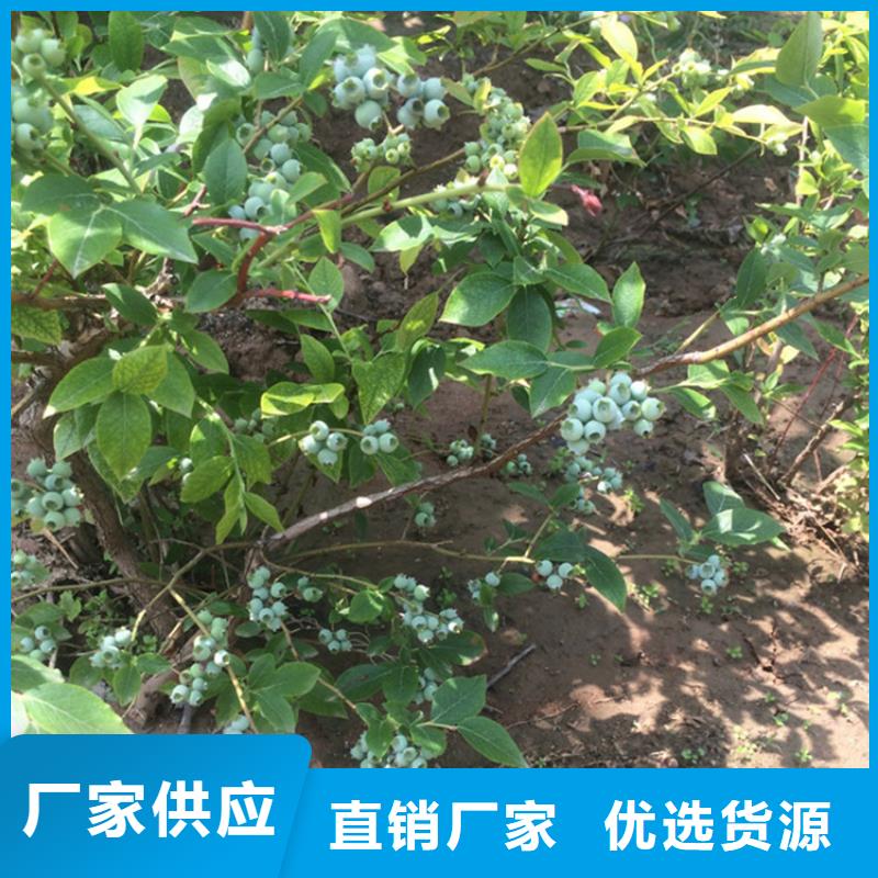藍(lán)莓苗好產(chǎn)品有口碑