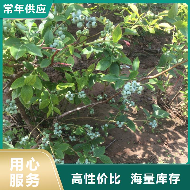 藍(lán)莓苗蘋果苗多種款式可隨心選擇