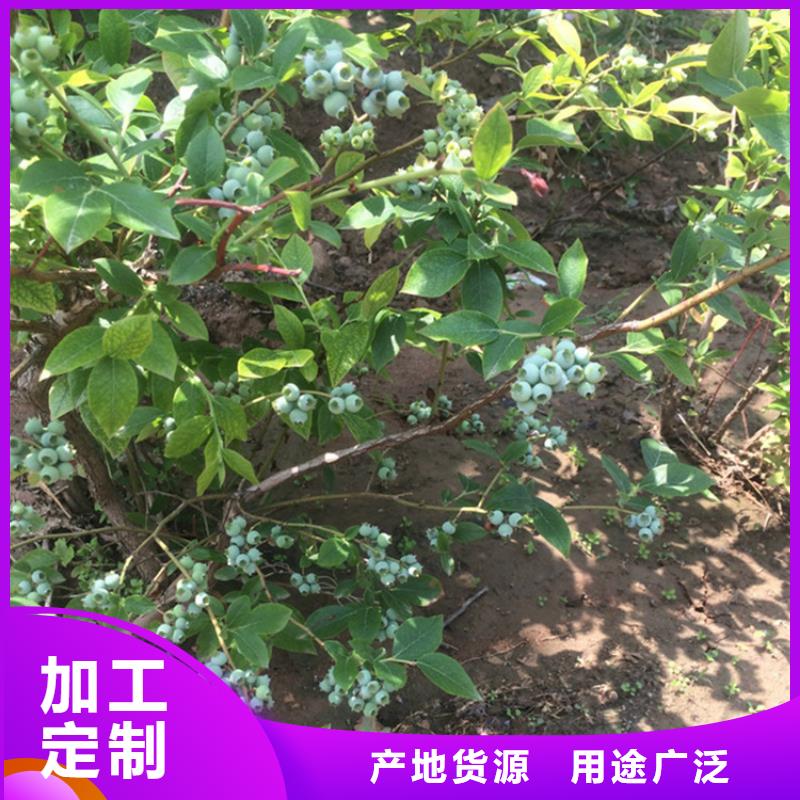 藍(lán)莓苗櫻桃苗匠心制造