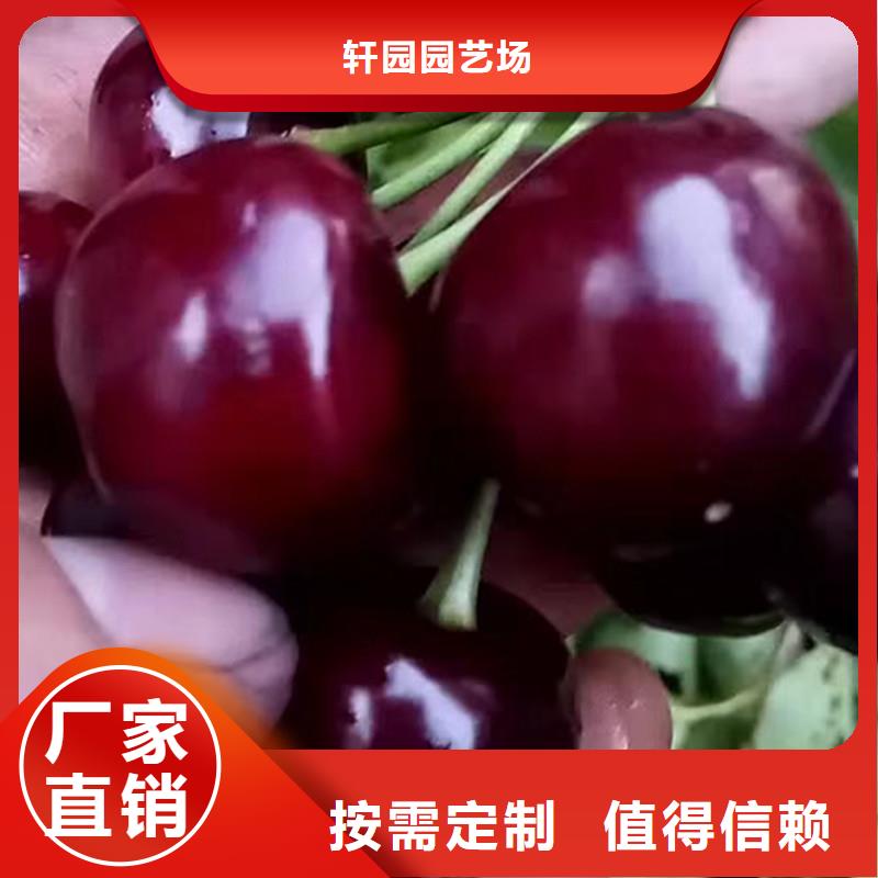 櫻桃_蘋果苗工程施工案例