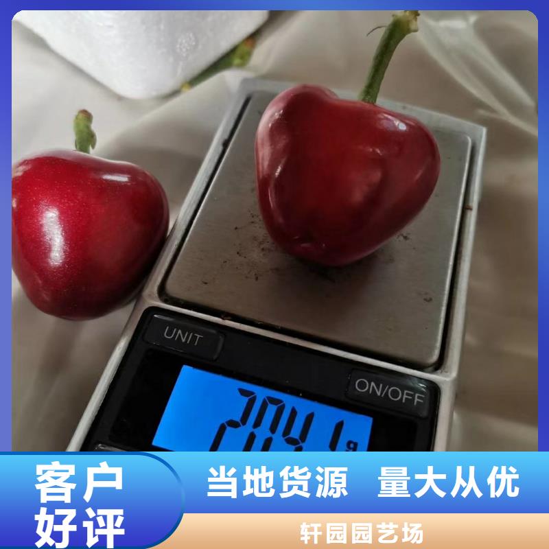 矮化车厘子树苗经济效益