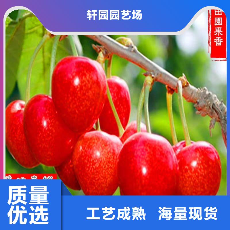 樱桃板栗苗大厂家实力看得见
