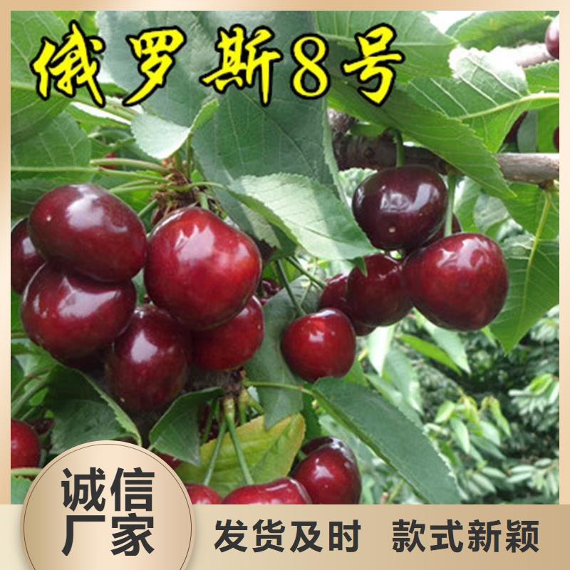 矮化大櫻桃苗批發(fā)價格