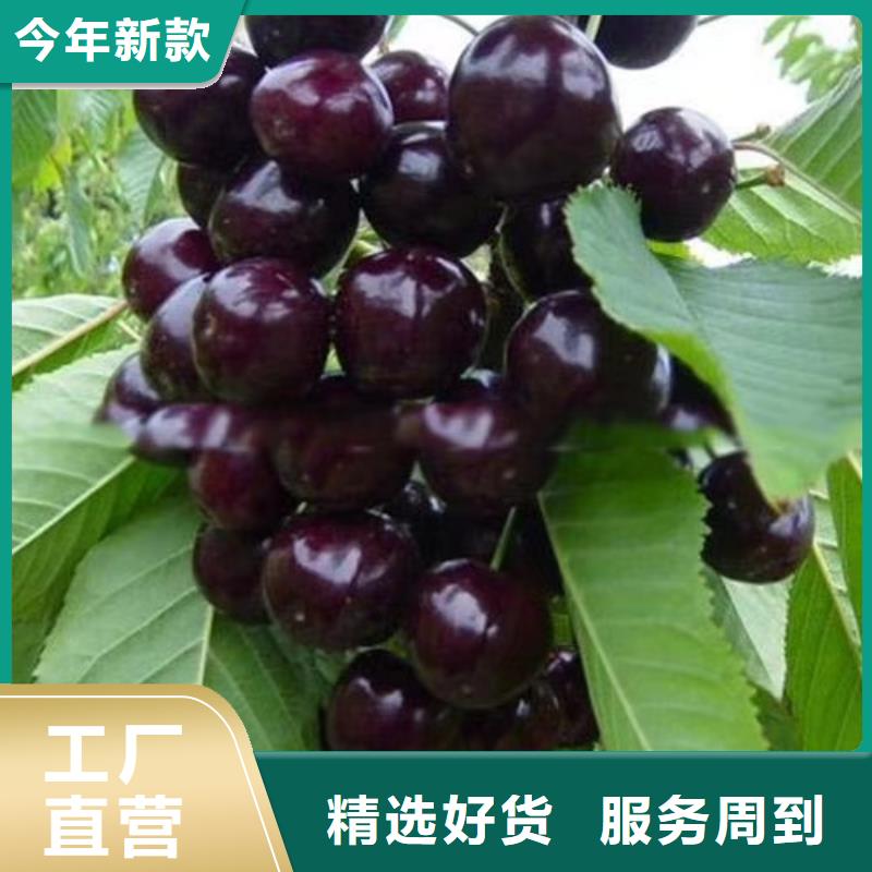 櫻桃【獼猴桃苗】量少也做