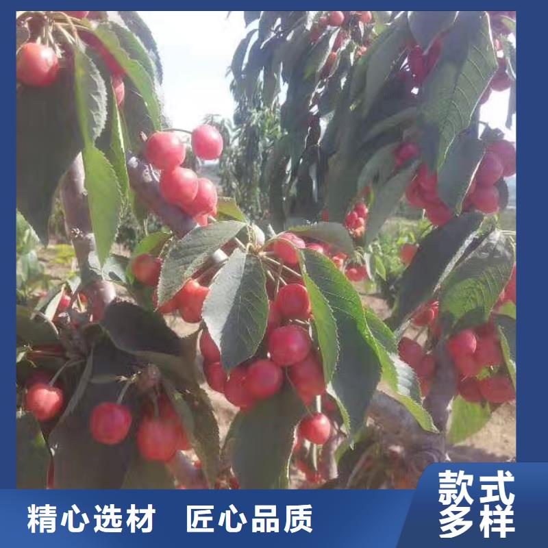 櫻桃【獼猴桃苗】量少也做
