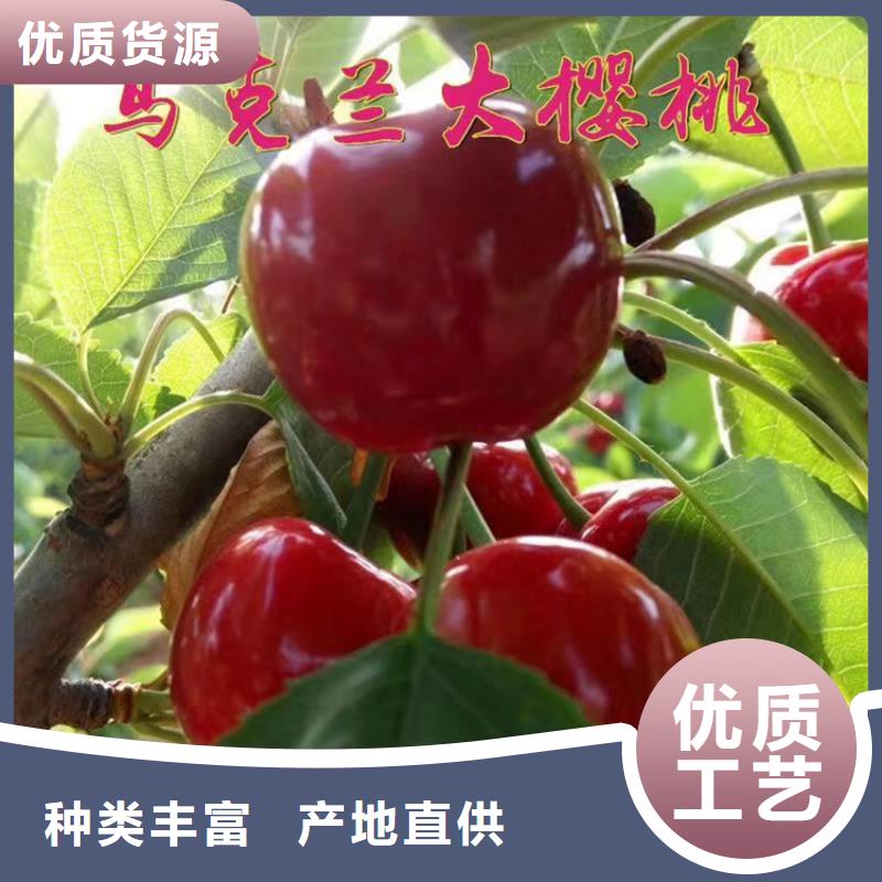 樱桃-苹果苗产地采购