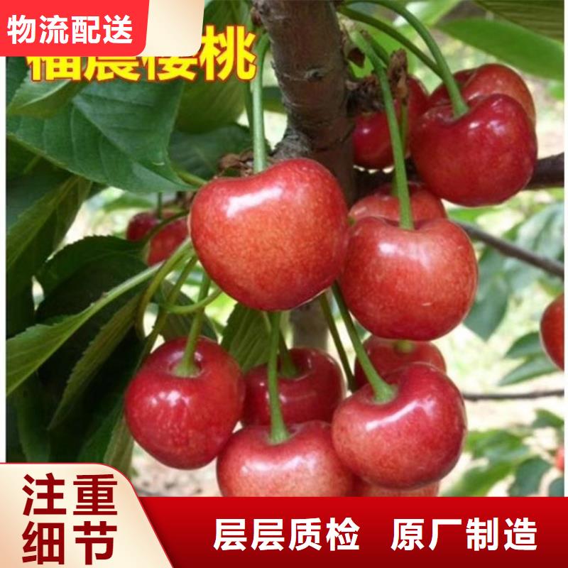 樱桃板栗苗大厂家实力看得见