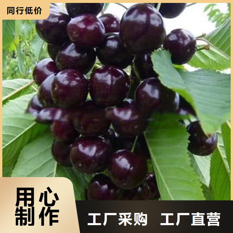 車?yán)遄优l(fā)零售