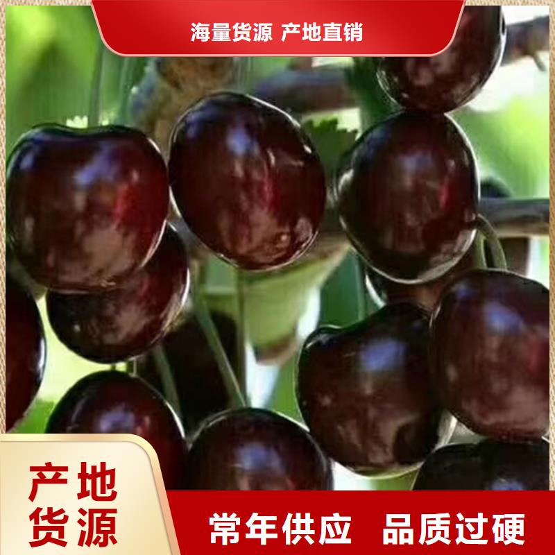 樱桃石榴苗专业设计