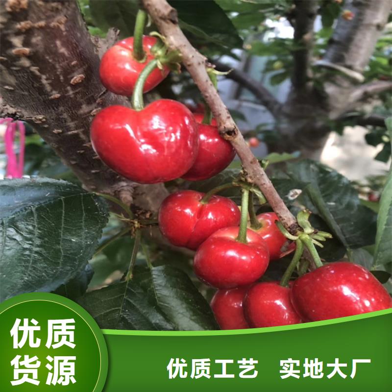 櫻桃-蘋果苗產(chǎn)地采購