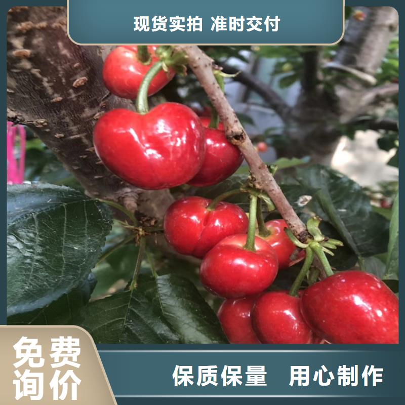 櫻桃【獼猴桃苗】量少也做