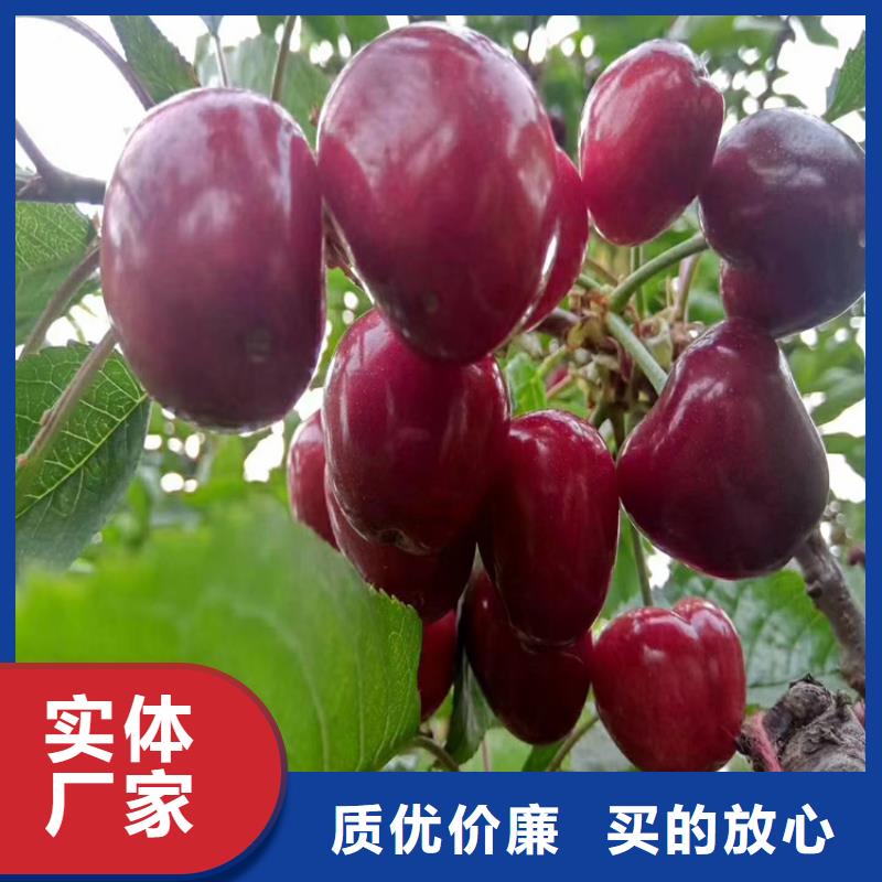 矮化大櫻桃苗批發(fā)價格