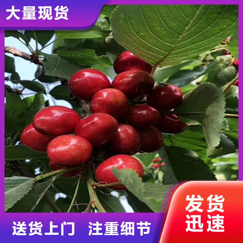 櫻桃【獼猴桃苗】量少也做