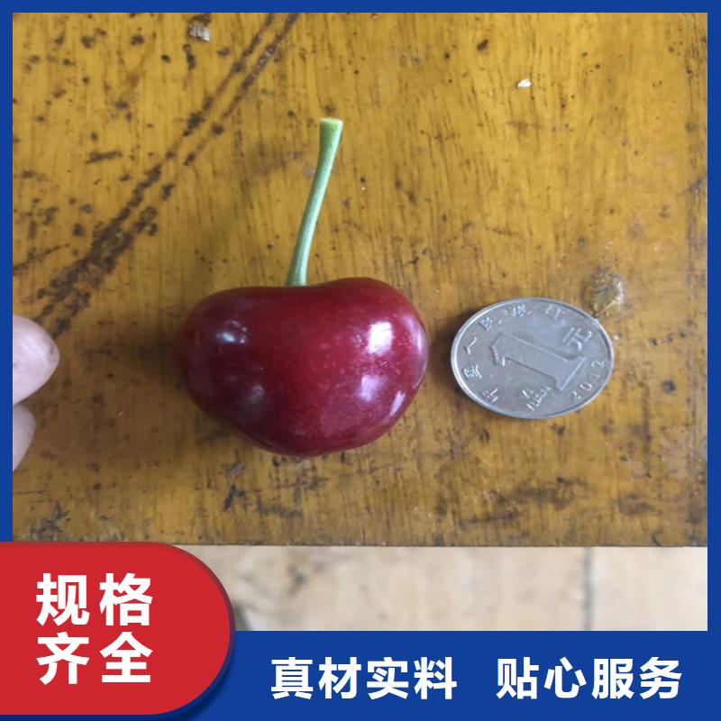 櫻桃板栗苗大廠家實力看得見