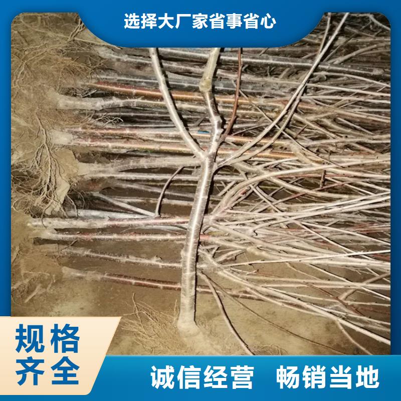 樱桃石榴苗专业设计