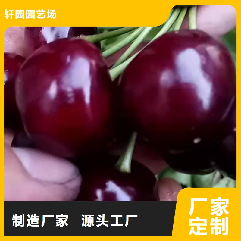 櫻桃_蘋果苗工程施工案例