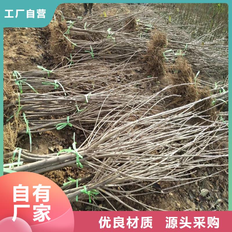 樱桃-苹果苗产地直销