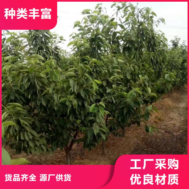 樱桃-苹果苗产地直销